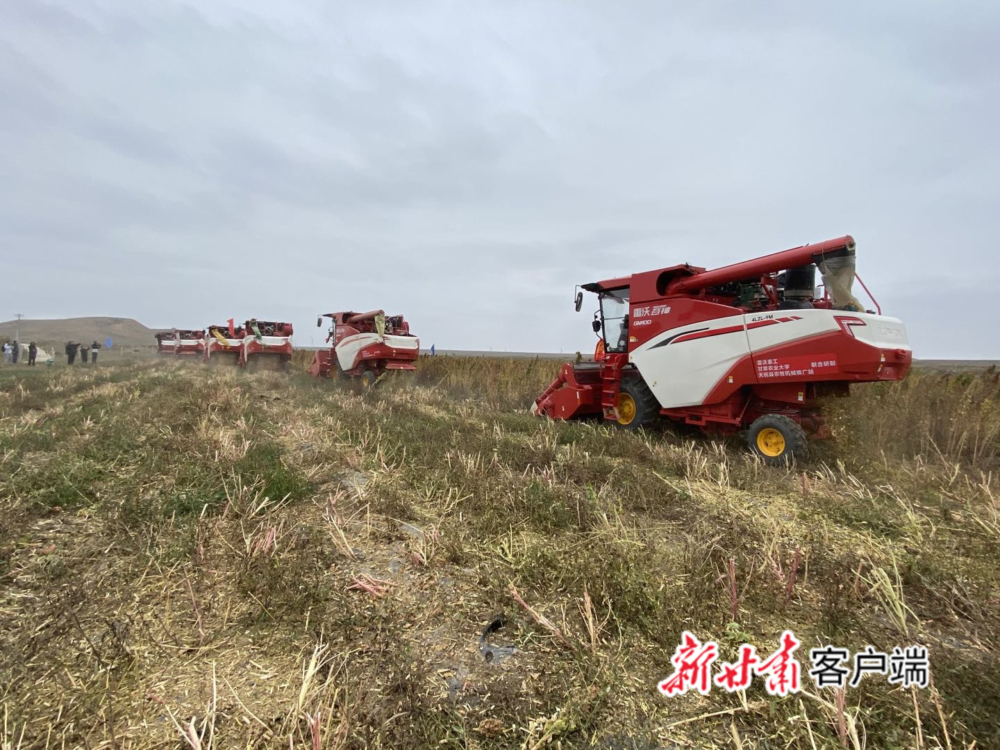 国内第一台藜麦收割机在天祝县收割藜麦
