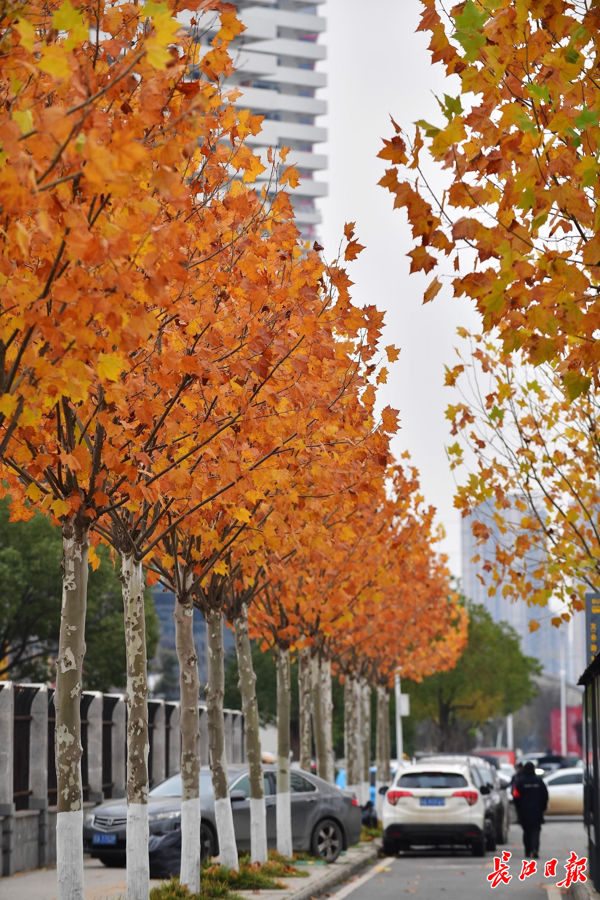 法桐高脚杯冬日装满琥珀色