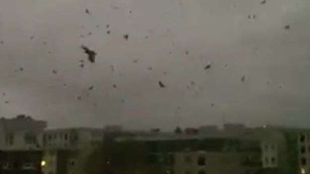 实拍：加拿大上空万只乌鸦狂叫盘旋14小时 当地民众陷入恐慌