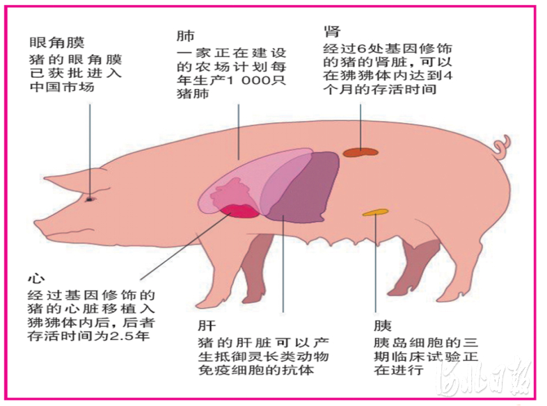 猪是异种器官移植的理想供体。