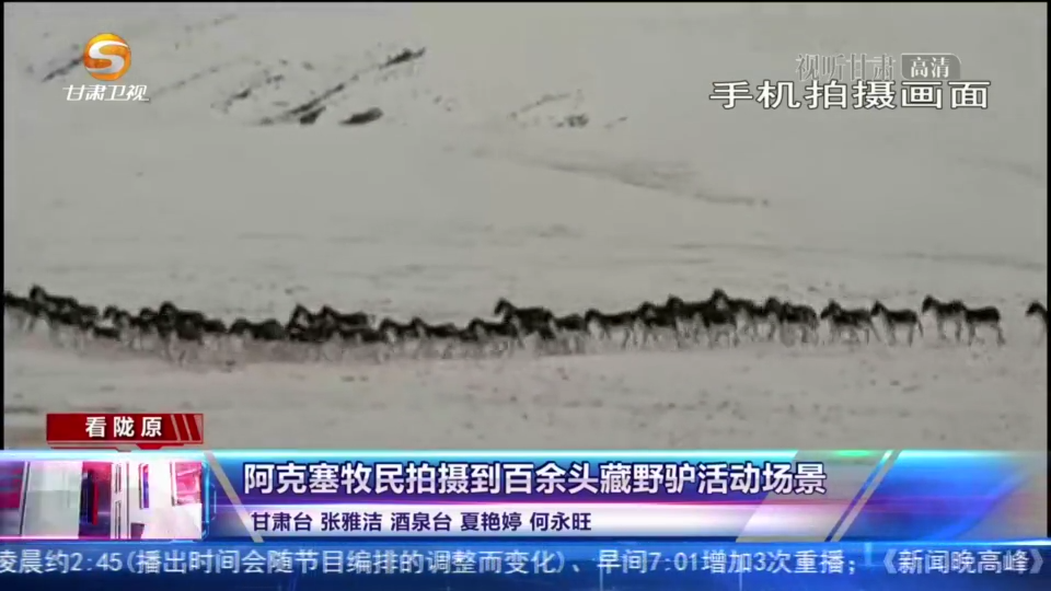 祁连山麓的草原上，藏野驴团体出动“玩嗨”了