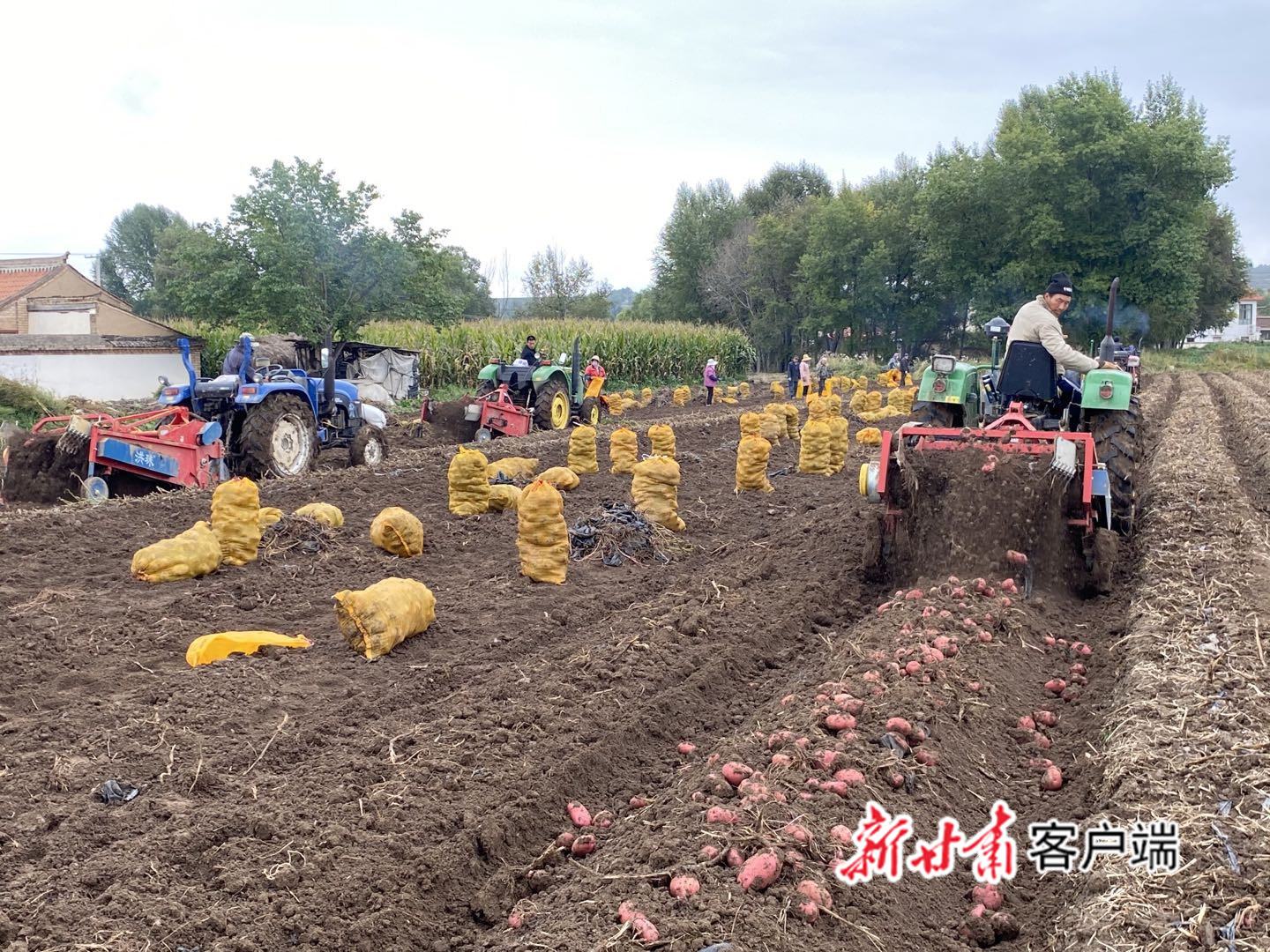 机械化收获马铃薯