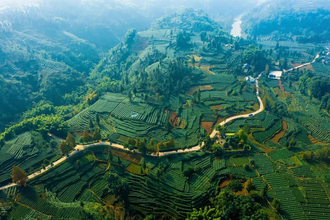 俯瞰雨城区藏茶产业现代农业园区（摄影：刘安）