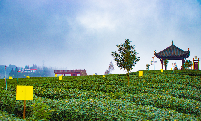 管好满山小茶树 做好茶叶大文章  ——雨城区全面推进藏茶产业现代农业园区建设
