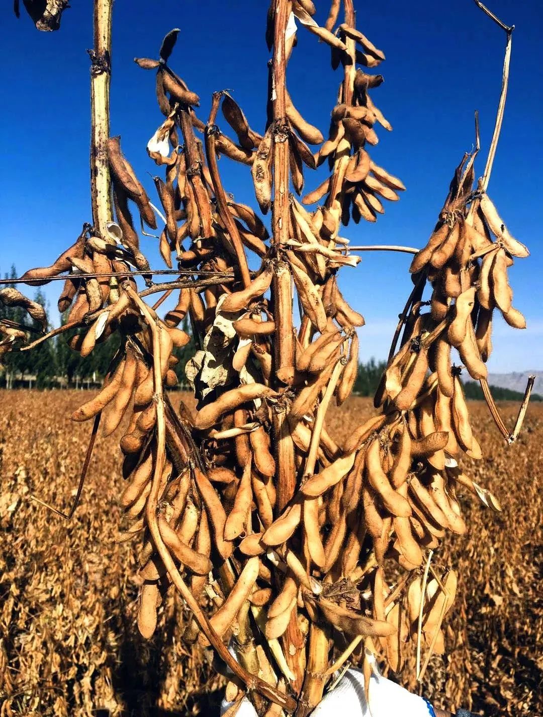 "杂交大豆之父"深耕张掖27载 一次次刷新全国亩产纪录