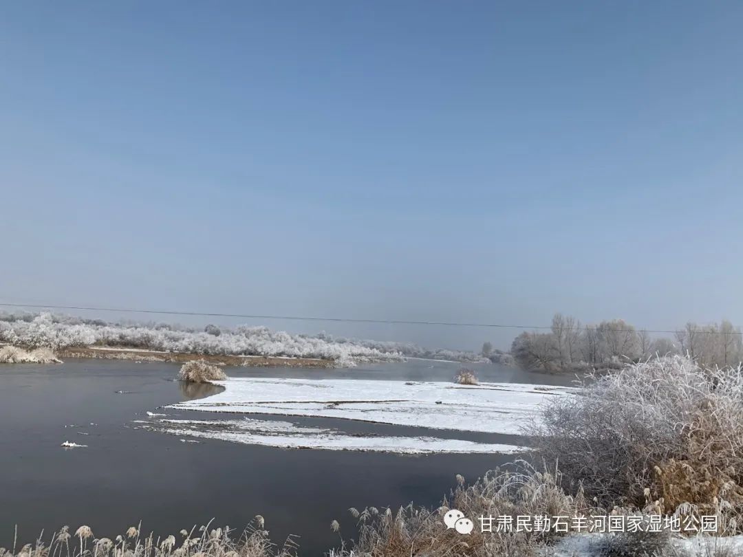 雪后雾凇扮靓石羊河湿地公园 凤凰网