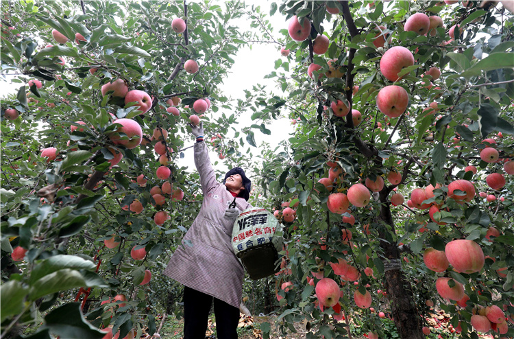 在石家庄市井陉县孙庄乡洛阳村苹果园内,农户在采摘苹果(10月20日摄)。新华社发(梁子栋 摄)