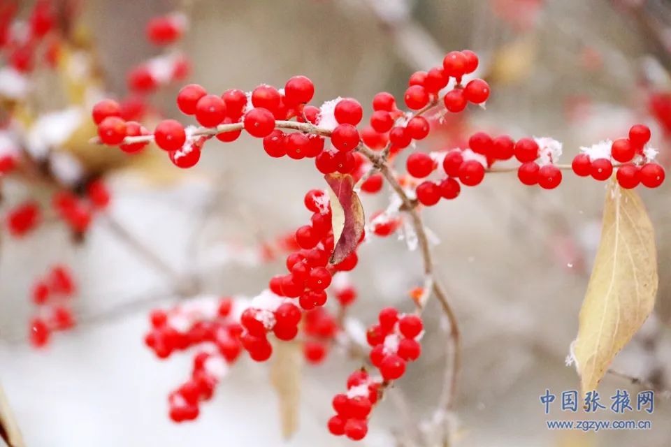 雪山白丹霞红 这个冬天, 快来张掖撒欢吧!