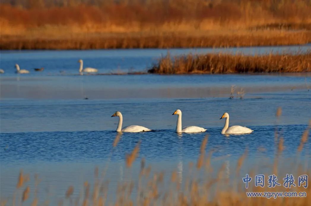 雪山白丹霞红 这个冬天, 快来张掖撒欢吧!