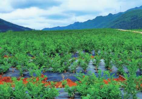 图:民革援建的纳雍县猪场乡剌梨种育苗示范基地