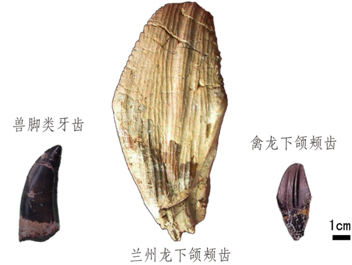 巨齿兰州龙与其他同时代恐龙牙齿的对比图(7971915)