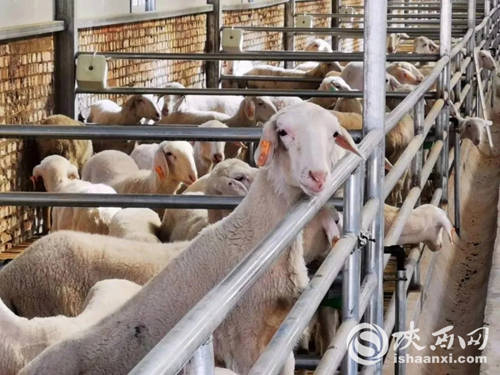 不当“煤老板”， 做起“牧羊人” ——榆阳如何吃到“生态饭”？