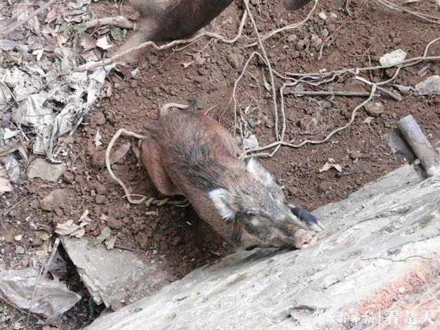 野猪闯入居民区停留一夜未走动物专家赶来麻醉
