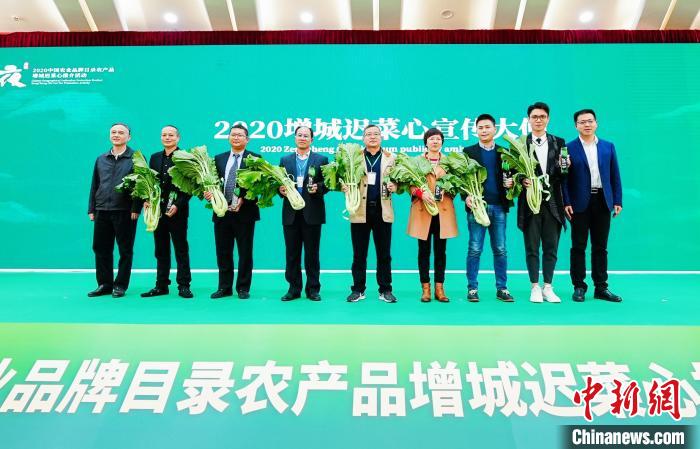 2020菜心之夜——中国农业品牌目录农产品增城迟菜心推介活动在广州珠岛宾馆举行。 程景伟 摄