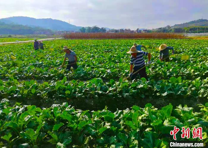 广州增城迟菜心畅销大湾区今年产值将超6亿
