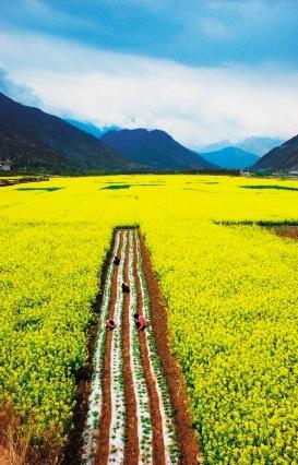 武都区角弓油菜花海 梁新勇 摄