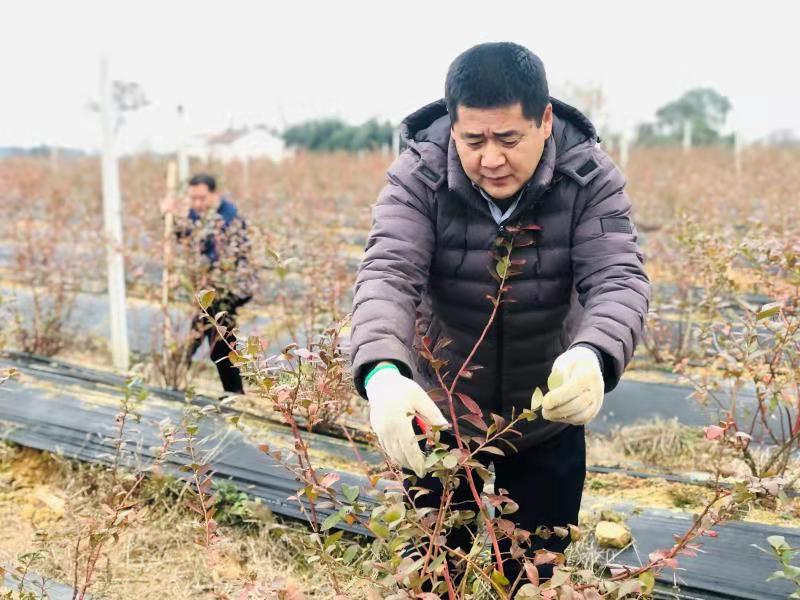 怀宁县小市镇:发展蓝莓促增收(图)凤凰网安徽_凤凰网