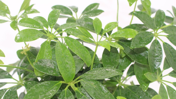 鹅掌柴株形优美 适应能力强 是优良的盆栽植物 一 凤凰网