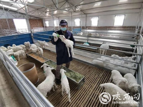 不当“煤老板”， 做起“牧羊人” ——榆阳如何吃到“生态饭”？