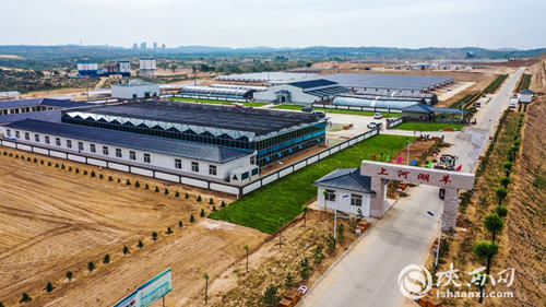 不当“煤老板”， 做起“牧羊人” ——榆阳如何吃到“生态饭”？