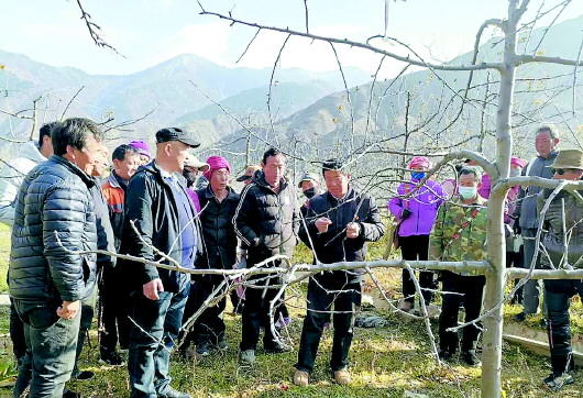 迭部逾600群众“进修”苹果“致富经” 