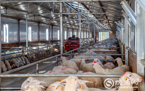 不当“煤老板”， 做起“牧羊人” ——榆阳如何吃到“生态饭”？