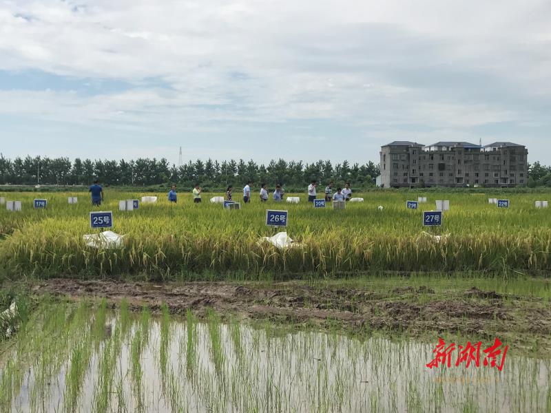△ 益阳大通湖全程机械化再生稻测产现场（张盈 摄）