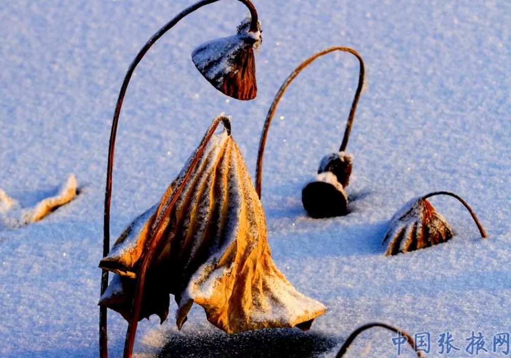 雪山白丹霞红 这个冬天, 快来张掖撒欢吧!