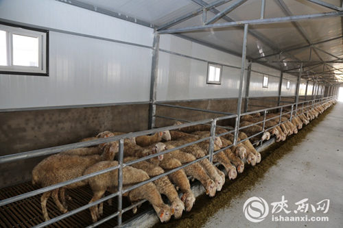 不当“煤老板”， 做起“牧羊人” ——榆阳如何吃到“生态饭”？