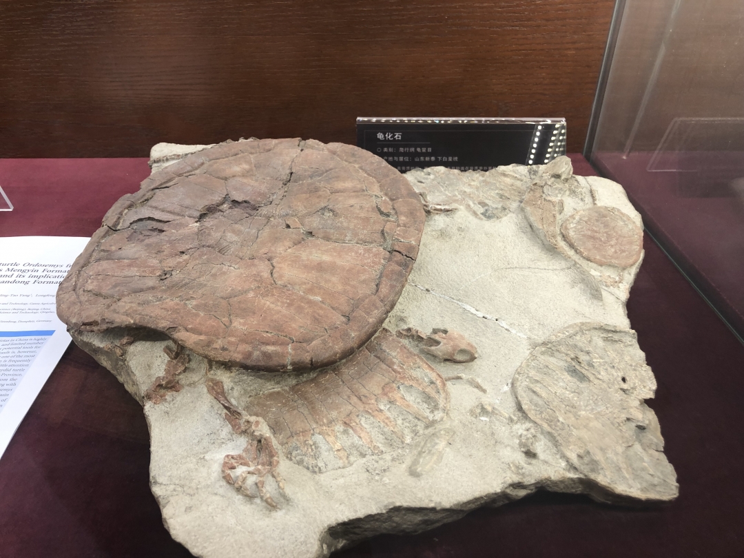 龟化石(7971894)-20201221111737.jpg