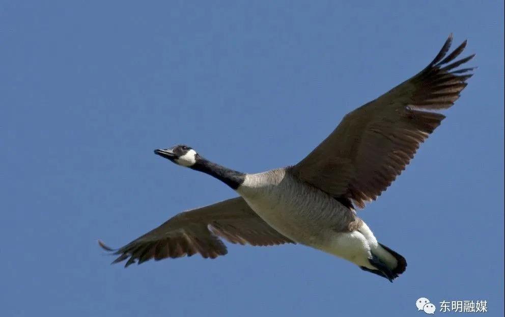 我的滩!我的雁!凤凰网山东_凤凰网