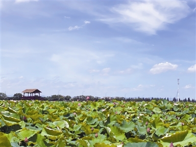 巴蜀文化村荷塘 通讯员供图