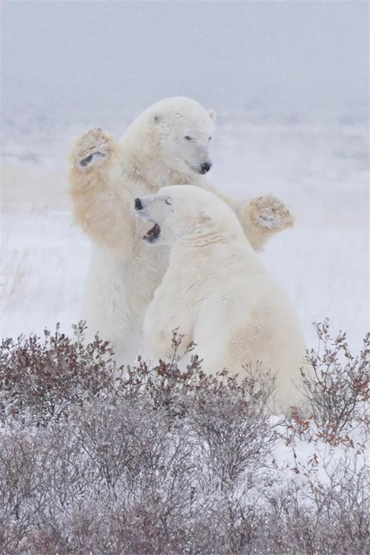 北极之声(北极)