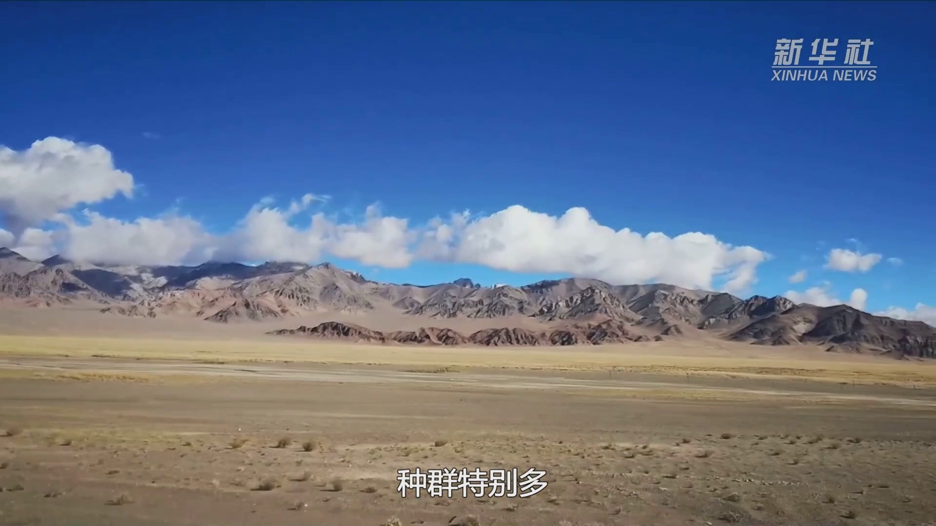 高原主场风云再起掘金黄蜂上演对攻大战