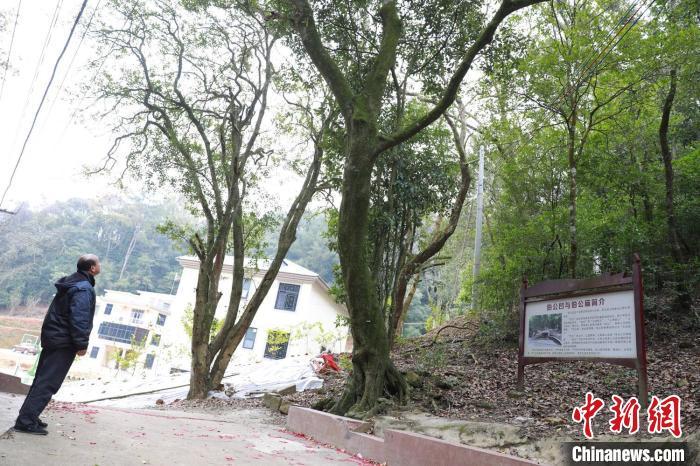 梅州大埔县茶阳镇伯公凹的金桂和中华锥 广东省林业局 供图