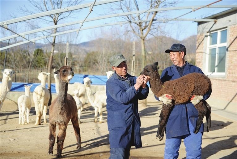 工作人员正在检查羊驼。 记者 牛利敏 摄