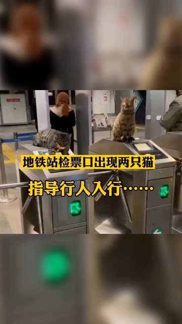地铁站检票口出现两只猫