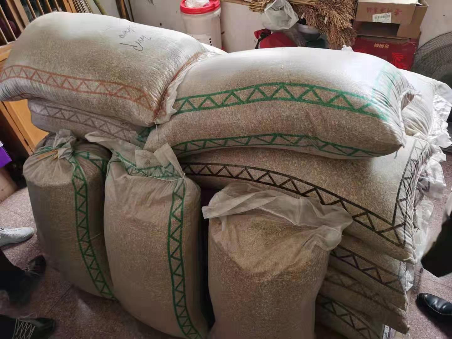 农业“芯片”知识产权第一案   “甬优” 种子的诱惑