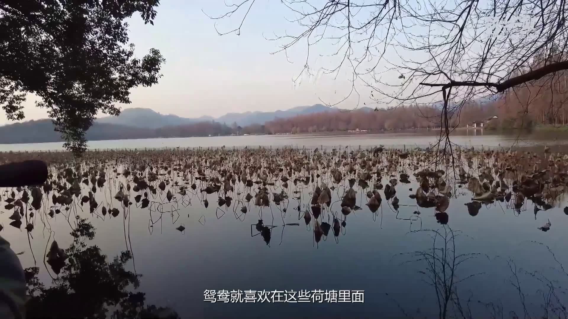 杭州西湖“鸳鸯护卫队”开展越冬水鸟大普查