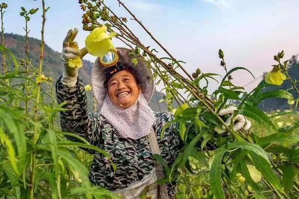 九江武宁县清江乡：党建引领振兴路 村企联营开新局