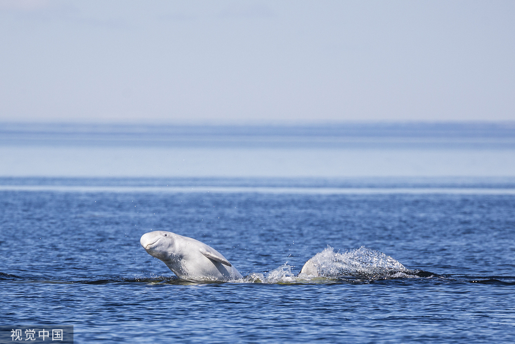 包容,美好之地,向来自由的大鲸鱼,极少现身,此次在大连北翼"着陆",将