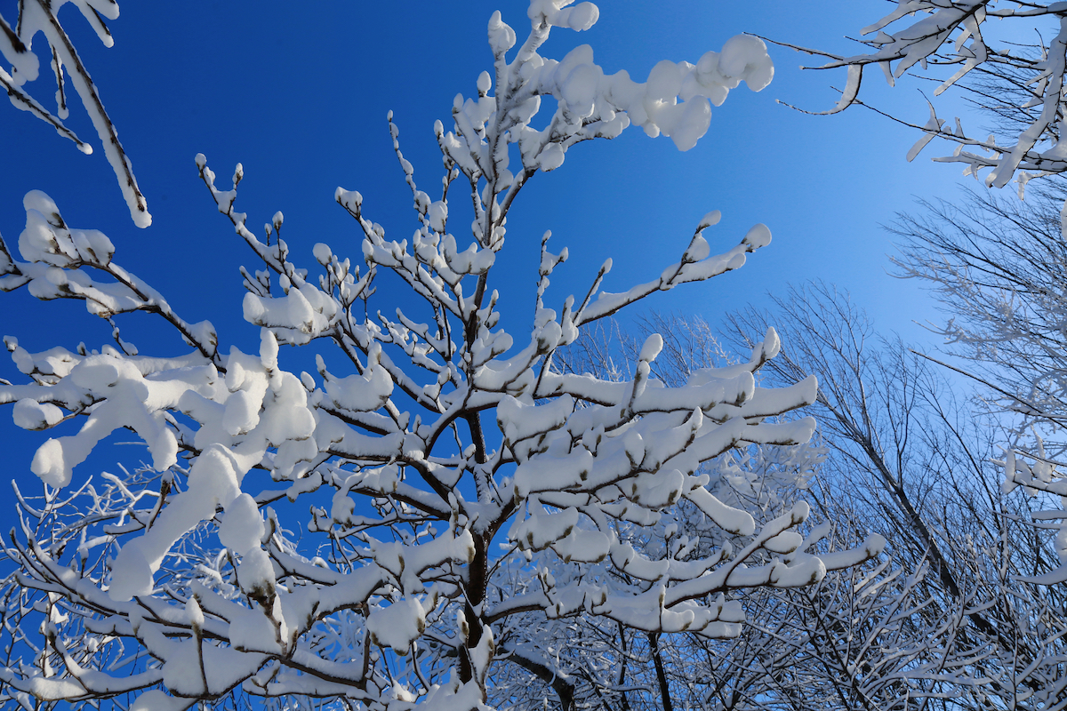 开启冰雪狂欢！青岛森林野生动物世界 趣&middot;探索 冰雪乐园闪亮登场