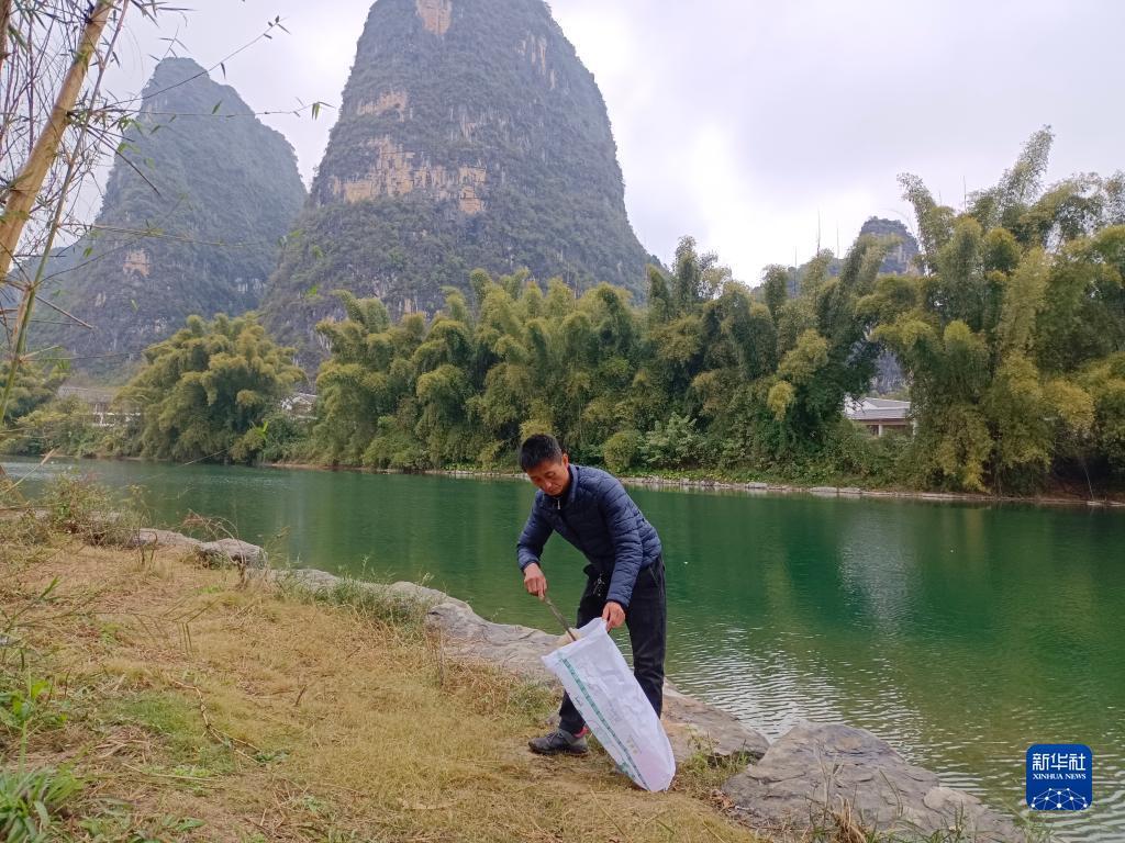 在广西阳朔县鸡窝渡村，河长徐文通在遇龙河畔捡拾垃圾（12月29日摄）。新华社发