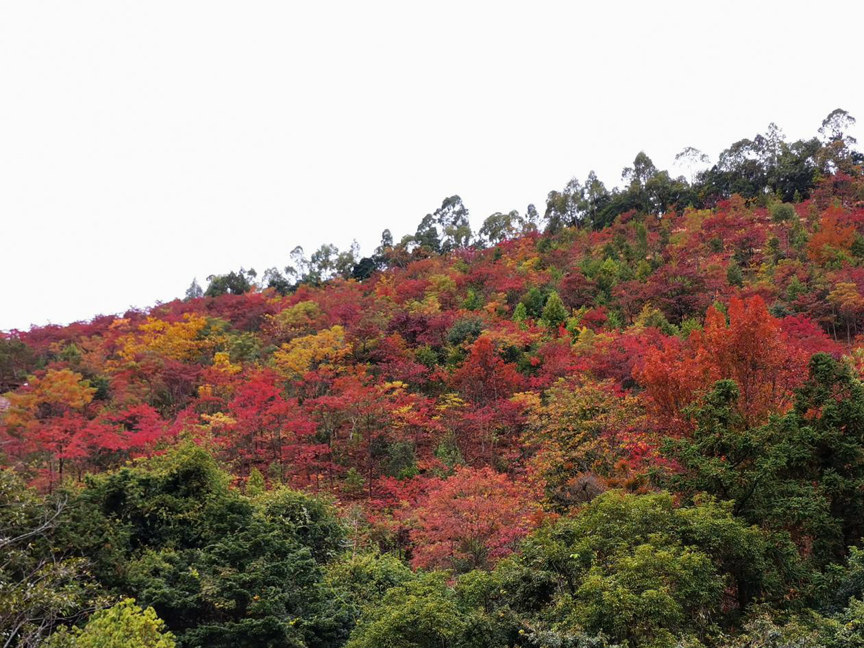 (紅葉觀賞節 石門國家森林公園提供)