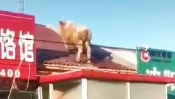 牛乘人不备跳上房顶 挖掘机来了也没抓住