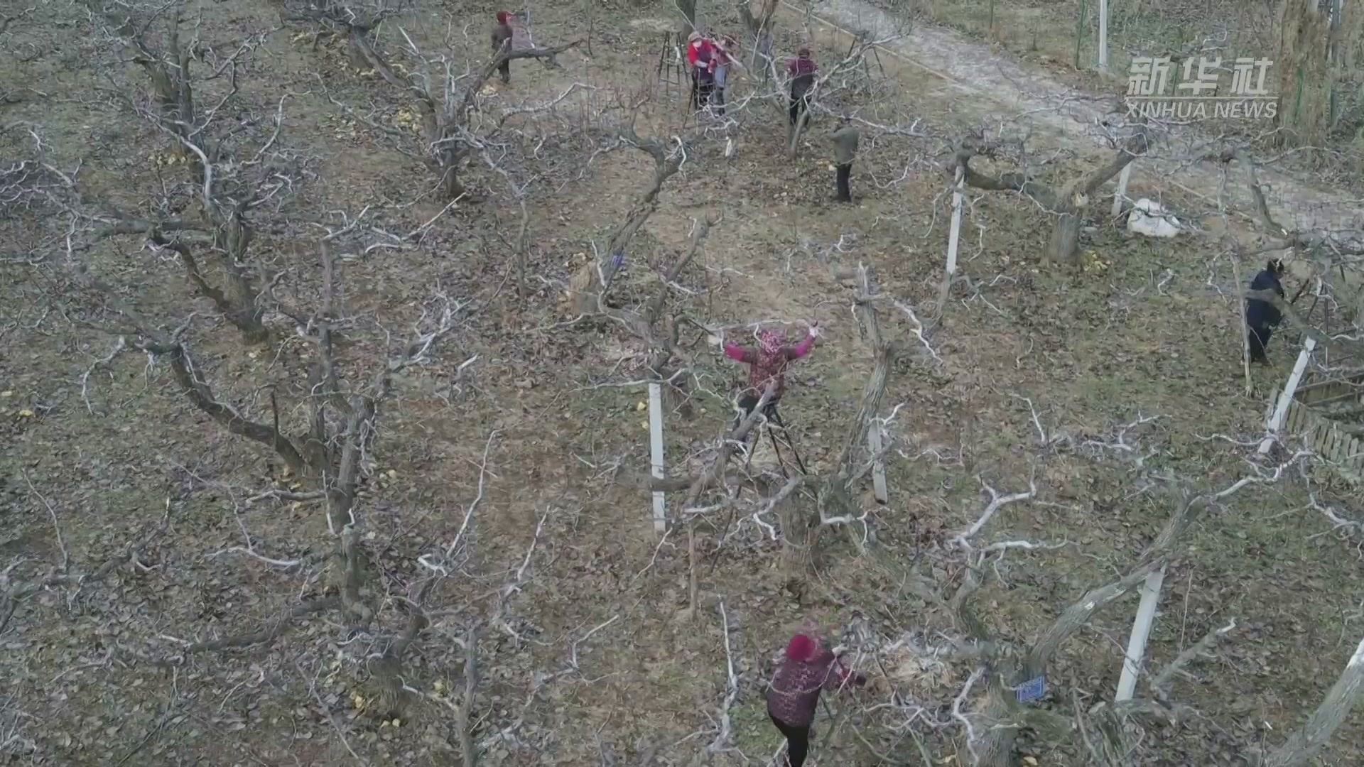 六中全会精神在基层｜田间地头宣讲忙 技术到村促致富