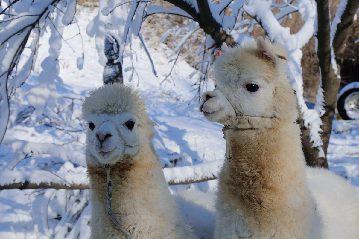 开启冰雪狂欢！青岛森林野生动物世界 趣&middot;探索 冰雪乐园闪亮登场