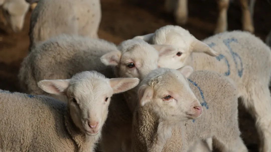 意见》《支持甘肃高山细毛羊产业高质量发展若干政策措施》等指导性政