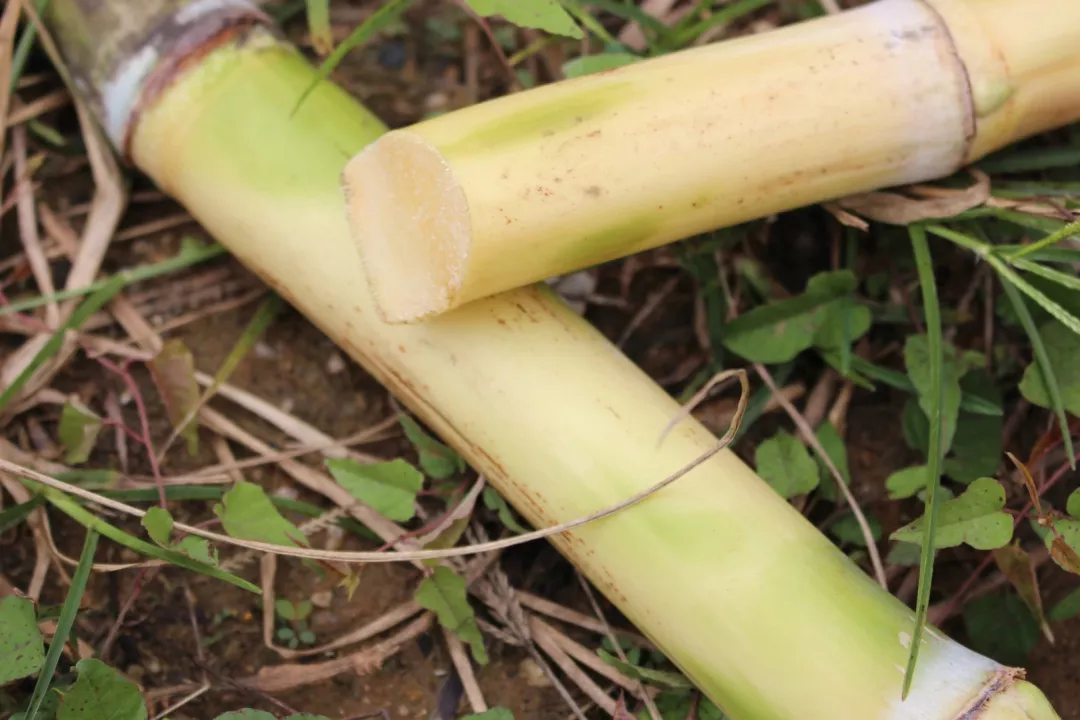 非遗白玉甘蔗皮薄易撕甘甜不塞牙冬季灭火首选水果