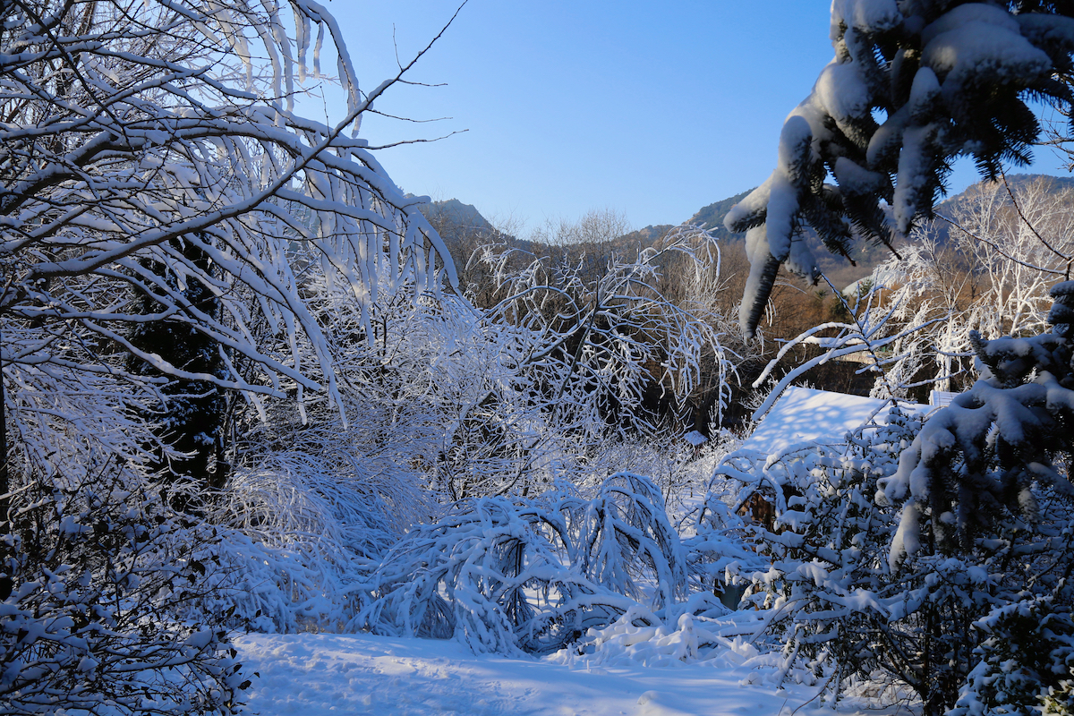 开启冰雪狂欢！青岛森林野生动物世界 趣&middot;探索 冰雪乐园闪亮登场